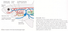 Blood travels first from the ventral aorta, then to the ventral branches of the aortic arch.
From the ventral branches, it creates gill circulation which picks up oxygen and gets rid of CO2.
It then moves from the gills to the dorsal branches of...