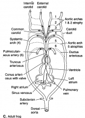 Lost aortic arch #1,2,5
3rd Aortic Arch - Internal carotid arteries
4th Aortic Arch (Left) - Dorsal Aorta
4th Aortic Arch (Right) - Right Subclavian Artery
6th Aortic Arch - Pulmonary Arteries