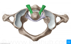 De ligg. alaria verbinden de zijkanten van de dens met tuberculi aan de mediale zijden van de condylus occipitalis.