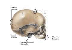 At what age are these Fontanelle's fused in the skull?