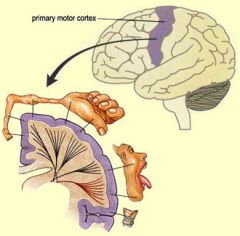 primary cortical areas: motor cortex (M1)