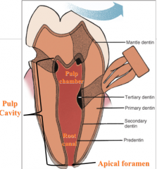 Mantle dentin


Primary dentin


Secondary dentin


Predentin


Sclerotic/Tertiary dentin