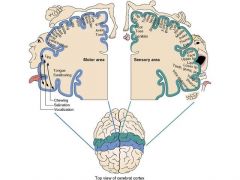  Primary cortical areas: somatosensory cortex (S1)