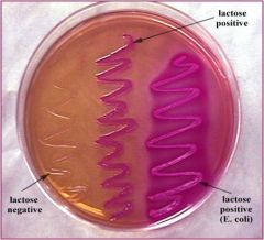 Differential and selective media for entrics 
Tests lactose fermenters = pink color 