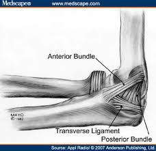 MCL of the elbow
Originates on the distal medial epicondyles specifically the anterior bundle of MCL
Inserts on the sublime tubercle
Primary string to valgus stress of the elbow from 30° – 120°