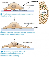 Actin polymerizes at the leading edge as cells crawl to help form protrusions
    - thin protrusions: filopodia
    - broad, flat protrusions: lamellipodia
