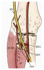 radial nerve
Brachioradialis and brachialis muscle
At the level of the radial head it divides
