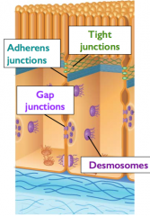 Adhesion molecules assemble at specific locations into elaborate structures in sheets of cells (epithelia)
  - Adherens junctions: contain cadherins & confer adhesion 
  - Tight junctions: form a permeability barrier/seal cells
  - Gap juncti...