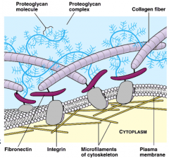 Collagen: is a scaffold for adhesion proteins, such as fibronectin & laminin 
Integrins: allow cells to bind to ECM proteins & to the cytoskeleton
Proteoglycans & Glycosaminoglycans (GAGs): are space-filling molecules that swell in contact w/ wat...