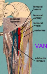 base - inguinal li
lat border - sartorius
med border - add longus
inside - femoral VAN