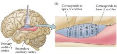 Primary cortical areas: auditory cortex (C1)