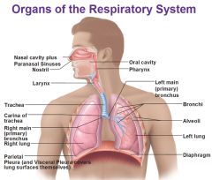 True or False. pulmonary ventilation, external respiration, transport of respiratory gases, and internal respiration--must all occur in order for the respiratory system to function fully.