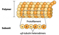 Allows cells to move & to move internal components
3 main types of cytoskeletal filaments: polymers that form from subunits
  - Microtubules: tubulin polymers
  - Microfilaments: actin polymers
  - Intermediate: IF subunits