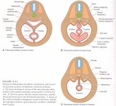 1. Coelomic cavity and mesenteries form by splitting LPM
2. Somatic layer forms outer wall (Parietal serosa, peritoneum, pleura, and pericardium)
3. Splanchnic layer forms epithelium covering organs (Visceral sera, peritoneum, pleura, and perica...
