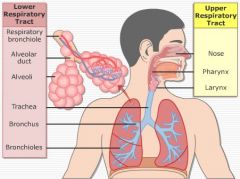 What are the upper respiratory structures?