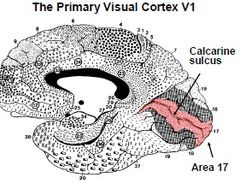 Primary cortical areas: Visual cortex (V1)
