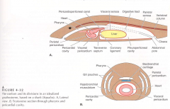 1. Transverse septum forms as the liver (visceral peritoneum) grows and touches the body wall (parietal peritoneum) to separate the liver from the heart
2. Coronary ligament connects liver to transverse septum
3. There are two cavities: pleurope...