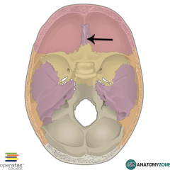 Olfactory Nerves and holds foramina(?)