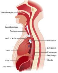 1) muscle cricopharyngé (C6)
2) arc aortique (T4)
3) jonction gastro-oesophagienne (T10-T11)