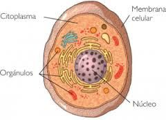 conformadas por núcleo, citoplasma, membrana celular y organelos membranosos