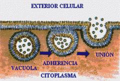 Constituyen a la gran mayoría de los seres vivos mediante 3 elementos básicos: núcleo, citoplasma y membrana.