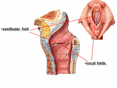 Inferior vocal folds