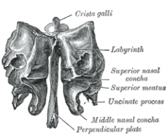 Top half of Septum and it is perpendicular to ethmoid bone. 

The ethmoid bone is one of the bones in the skull that separates the nasal cavity from the brain