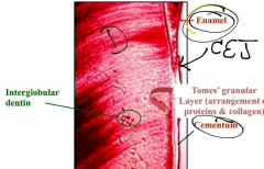Tome's granular layer (arrangement of protein and collagen)