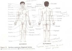 Anatomy Directional Terms as Applied to the Human Organism Flashcards