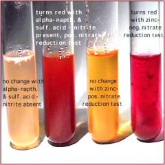 Media that tests for
NITRATE REDUCTASES that anaerobically reduce nitrate 
Positive
reaction –
after adding reagents A and B a color change to red indicates reduction of
nitrates or nitrites 
*If there is no color
change after reagents ar...