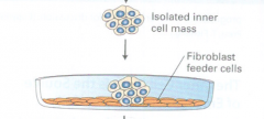 Why is the isolated inner cell mass cultured with fibroblast feeding cells.
