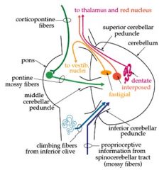 1. It attached to the midbrain. The two main tracts are the cerebellothalamic tract (efferent) to the contralateral thalamus and the cerebellorubral tract to the red nucleus.

2. The middle cerebellar peduncle attaches to the pons. It carries fib...