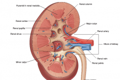 Binnenste segment nier, hierin liggen 
- renale calices
- pelvis
- bloedvaten
- zenuw

bestaat uit parenchymcellen