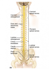 -CNS extends between level of atlas C1 to L1, L2
1. cervical enlargement (C4-T1)-associated with brachial plexus (innervation of upper limb)
2, lumbosacral enlargement (T11-L1)-associated with lumbar and sacral plexuses (innervation of lower lim...
