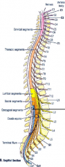 -in adult- spinal cord ends at ~L2 vertebral level
