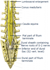 composed of dorsal and ventral roots of lower lumbar and sacral spinal nerves inferior to termination of spinal cord

-located in lumbar cistern of subarachnoid space