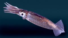 Phylum Mollusca
Class Cephalopoda