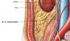 De vena en arteria iliaca communis
Vena en arteria testicularis/ovaria

