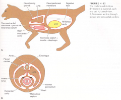 The area between the two pleural cavities of mammals; Contains the pericardial cavity, the heart, the esophagus, major arteries and veins, and the phrenic plus other nerves