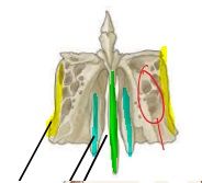 Identify the yellow structure of the ethmoid bone