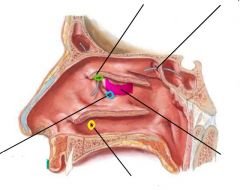 Identify the opening in blue (under the middle nasal concha)