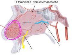 Identify the arterial plexus in pink and its clinical significance