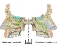 Identify the nerve in green and its function (hint: going thru incisive canal)