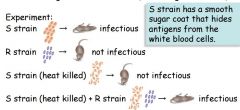 The R bacteria uptake some genetic material (that are required for making the sugar coat that hides the antigens) from the dead S bacteria, and are transformed into an infectious strain