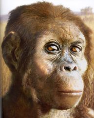 Any of the modern or extinct bipedal primates of the family of Hominidae, including all species of the genre Homo and Australopithecus.


Extinct or still living members of the Hominidae Family.