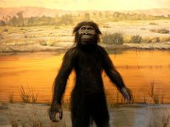 First Hominids
Apearred about 3.6 millon years ago. 3-5 ft. tall. found in South Africa. 1/3 the size of modern humans.