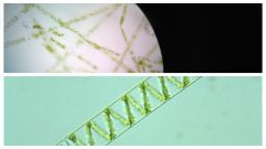 










Filamentous/ spiral green algae