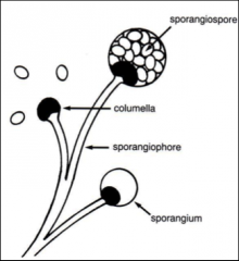 Sporangiospore




Mucor sp.