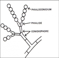 Phialoconidia


Ex. 








Penicillium sp