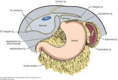 

The part of the greater omentum between the greater
curvature and the transverse colon